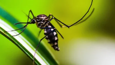 Startup do Tocantins desenvolve tecnologia inovadora para combater o mosquito Aedes aegypti e prevenir doenças como dengue, zika e chikungunya.
