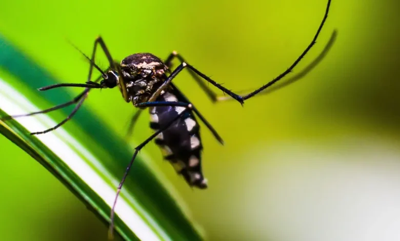 Startup do Tocantins desenvolve tecnologia inovadora para combater o mosquito Aedes aegypti e prevenir doenças como dengue, zika e chikungunya.