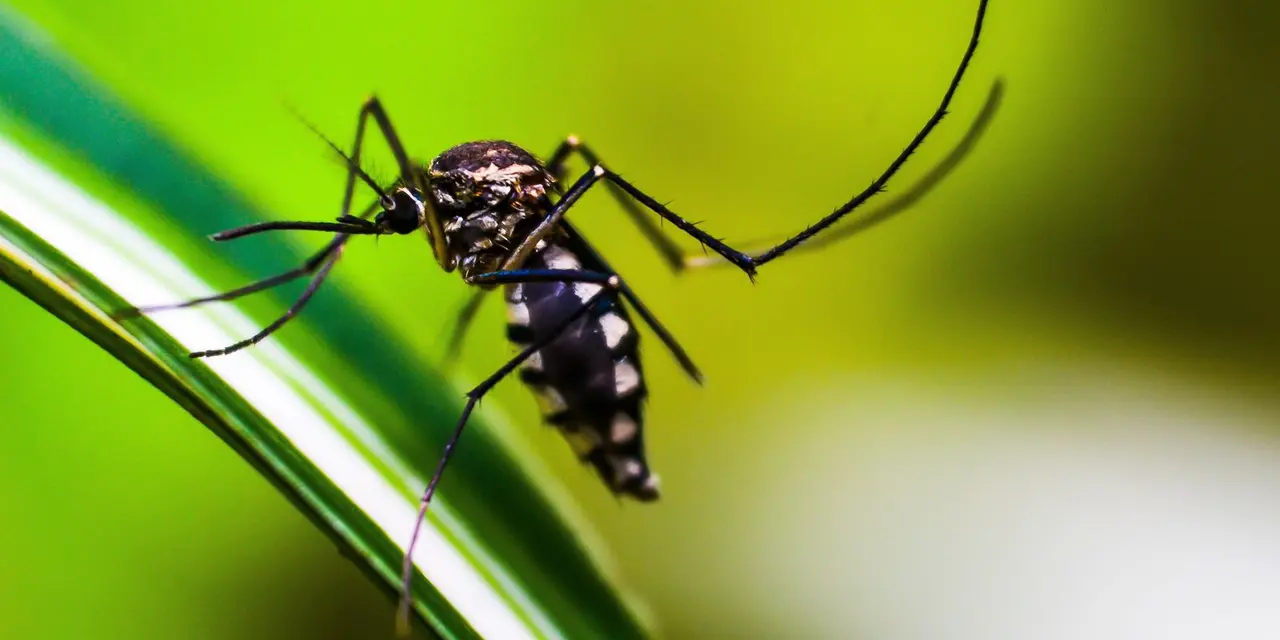 Startup do Tocantins desenvolve tecnologia inovadora para combater o mosquito Aedes aegypti e prevenir doenças como dengue, zika e chikungunya.