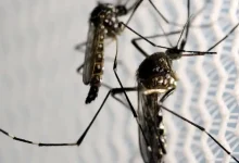Morte por dengue no Brasil não é uma fatalidade, mas uma consequência das desigualdades sociais. Um estudo recente da Fiocruz Bahia revelou que populações vulneráveis enfrentam obstáculos para acessar diagnóstico e tratamento.