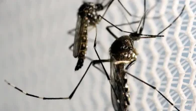 Morte por dengue no Brasil não é uma fatalidade, mas uma consequência das desigualdades sociais. Um estudo recente da Fiocruz Bahia revelou que populações vulneráveis enfrentam obstáculos para acessar diagnóstico e tratamento.