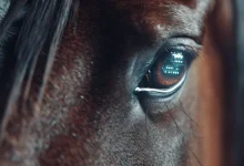 Descubra como microchips em cavalos impulsionam um mercado bilionário de tecnologia no agronegócio brasileiro, com IoT, IA e cibersegurança transformando a equinocultura. Leia já!