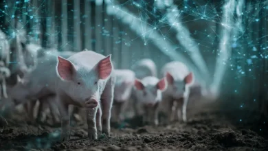 Descubra como a Inteligência Artificial e o Big Data estão revolucionando a suinocultura brasileira, impulsionando a produtividade e a competitividade global. Prepare-se para o futuro do agronegócio!
