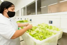 Conheça os riscos de doenças transmitidas por alimentos em casa e aprenda como adotar boas práticas de higiene e segurança alimentar para evitar problemas de saúde.