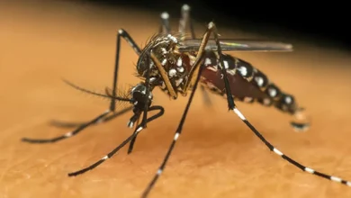 Dengue em Paraguaçu: Casos caem drasticamente em 2026 2 6 acoes importantes para elimina