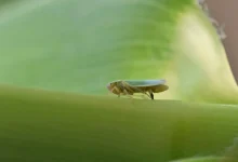 Paraná lança CigarrinhaWeb, a primeira plataforma digital interativa do Brasil para monitoramento em tempo real da cigarrinha-do-milho. Saiba como a tecnologia revoluciona o agronegócio e combate prejuízos milionários.