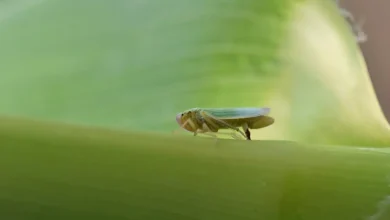 Paraná lança CigarrinhaWeb, a primeira plataforma digital interativa do Brasil para monitoramento em tempo real da cigarrinha-do-milho. Saiba como a tecnologia revoluciona o agronegócio e combate prejuízos milionários.