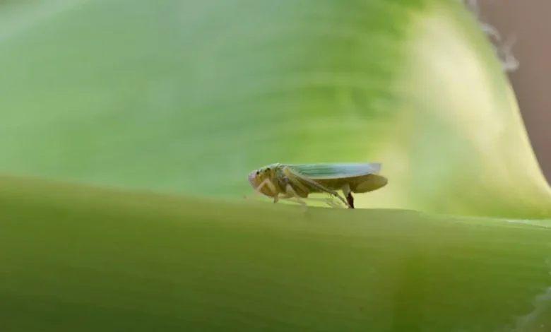 Paraná lança CigarrinhaWeb, a primeira plataforma digital interativa do Brasil para monitoramento em tempo real da cigarrinha-do-milho. Saiba como a tecnologia revoluciona o agronegócio e combate prejuízos milionários.