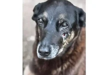 Imagem de cão com lesões circulando nas redes sociais, suspeita de maus-tratos infligidos por adolescente. Polícia adota medidas para prevenir saída do agressor e proteger os animais.