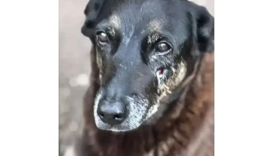 Imagem de cão com lesões circulando nas redes sociais, suspeita de maus-tratos infligidos por adolescente. Polícia adota medidas para prevenir saída do agressor e proteger os animais.