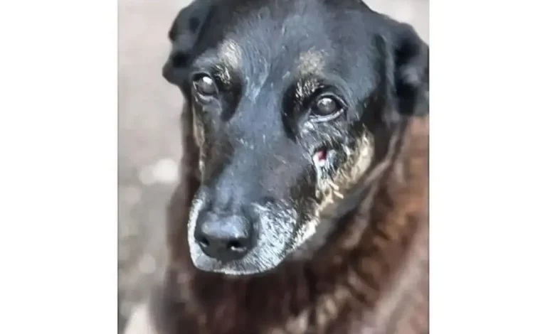 Imagem de cão com lesões circulando nas redes sociais, suspeita de maus-tratos infligidos por adolescente. Polícia adota medidas para prevenir saída do agressor e proteger os animais.