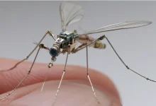 Descubra como o novo drone biônico chinês, do tamanho de um mosquito, desafia a segurança global e corporativa. A Folha de Paraguaçu alerta para os riscos e contramedidas urgentes.