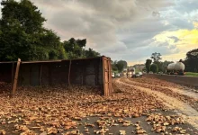 Acidente entre caminhão e moto em Assis bloqueia Raposo Tavares, espalhando carga de mandioca e gerando congestionamento na via. Saiba os detalhes.