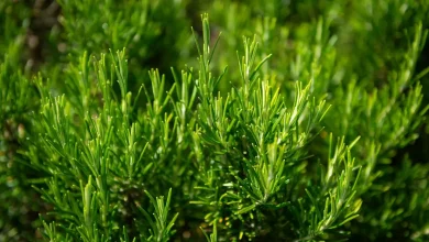 Descubra os segredos para cultivar alecrim vibrante e cheio de propriedades medicinais em Paraguaçu Paulista. Aprenda a evitar pragas e otimizar seu crescimento. Dicas essenciais!