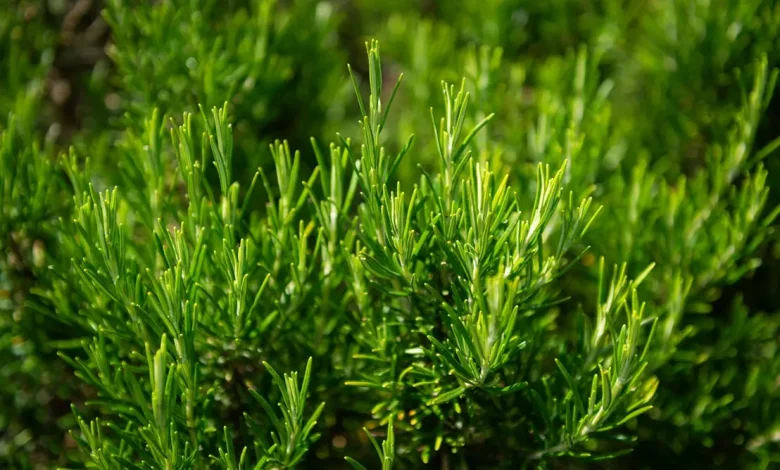 Descubra os segredos para cultivar alecrim vibrante e cheio de propriedades medicinais em Paraguaçu Paulista. Aprenda a evitar pragas e otimizar seu crescimento. Dicas essenciais!