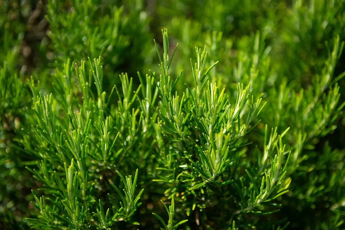 Descubra os segredos para cultivar alecrim vibrante e cheio de propriedades medicinais em Paraguaçu Paulista. Aprenda a evitar pragas e otimizar seu crescimento. Dicas essenciais!