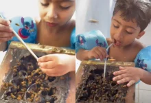 Conheça a história de Théo, o pequeno 'meliponicultor' que viralizou ao coletar mel de abelhas sem ferrão. Uma lição de conexão com a natureza e preservação.