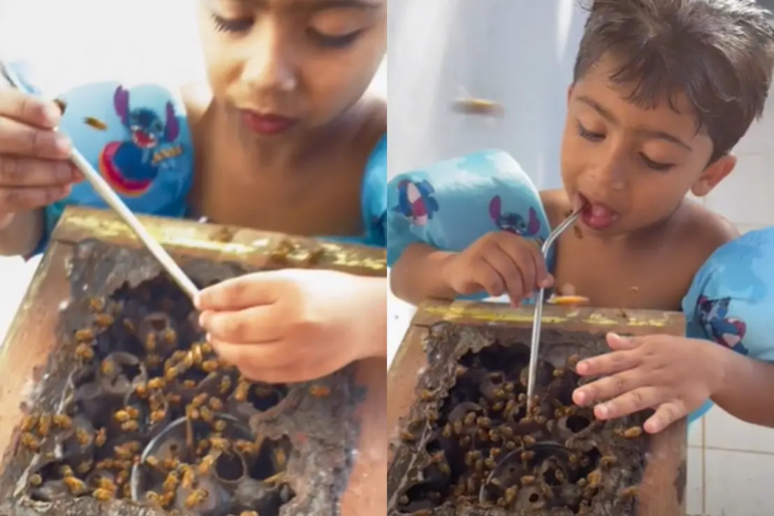 Conheça a história de Théo, o pequeno 'meliponicultor' que viralizou ao coletar mel de abelhas sem ferrão. Uma lição de conexão com a natureza e preservação.