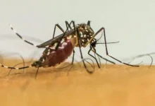 Paraguaçu Paulista atinge 50 casos positivos de dengue em 2026. Saiba como identificar os sintomas e quais medidas adotar para combater o mosquito.