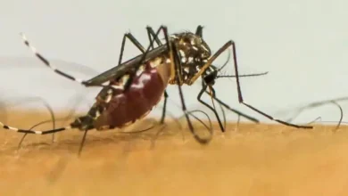 Paraguaçu Paulista atinge 50 casos positivos de dengue em 2026. Saiba como identificar os sintomas e quais medidas adotar para combater o mosquito.
