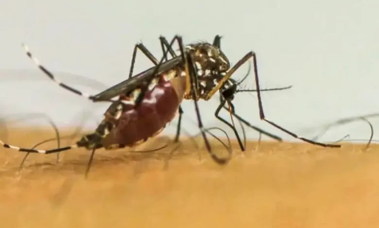 Paraguaçu Paulista atinge 50 casos positivos de dengue em 2026. Saiba como identificar os sintomas e quais medidas adotar para combater o mosquito.