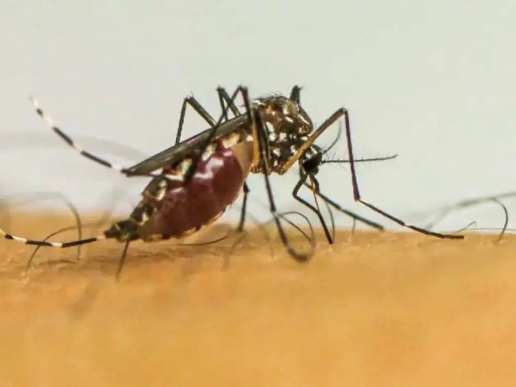 Dengue em Paraguaçu Paulista: 50 casos acendem alerta na cidade 6 Paraguaçu Paulista atinge 50 casos positivos de dengue em 2026. Saiba como identificar os sintomas e quais medidas adotar para combater o mosquito.