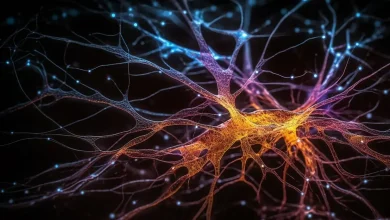 Estudos recentes apontam que a obesidade pode acelerar o declínio cognitivo e aumentar o risco de Alzheimer. Entenda essa relação e a importância do cuidado.