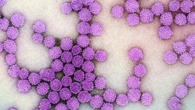 Testes rápidos de hepatites oferecem diagnóstico em 30 minutos 2 Aprenda como funcionam os testes rápidos de hepatites que detectam as infecções em apenas 30 minutos, facilitando o diagnóstico precoce e o tratamento.