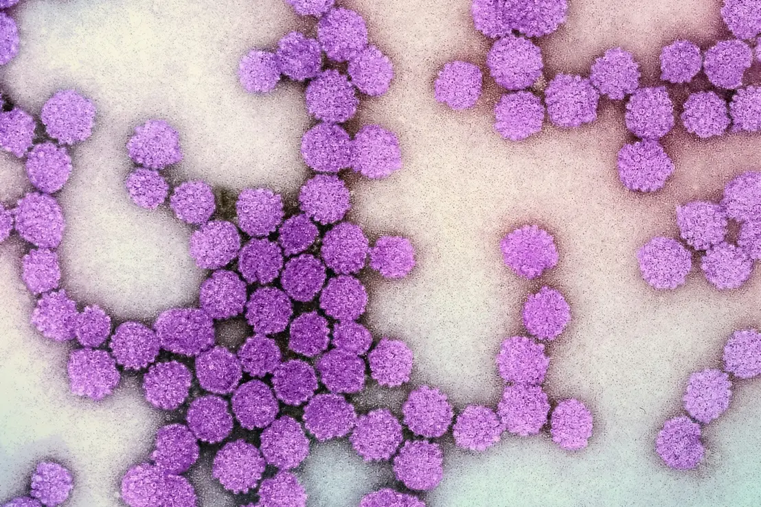 Testes rápidos de hepatites oferecem diagnóstico em 30 minutos 6 Aprenda como funcionam os testes rápidos de hepatites que detectam as infecções em apenas 30 minutos, facilitando o diagnóstico precoce e o tratamento.