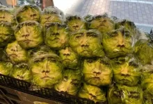 Uma campanha publicitária inusitada transformou pés de alface em outdoors vivos ao estampar o rosto de um famoso ator japonês nas folhas dos vegetais.