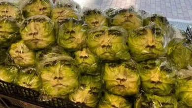 Uma campanha publicitária inusitada transformou pés de alface em outdoors vivos ao estampar o rosto de um famoso ator japonês nas folhas dos vegetais.
