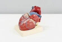 Nova tecnologia permite estimar a idade biológica de órgãos individuais através de exame de sangue, trazendo avanços na prevenção de doenças crônicas.