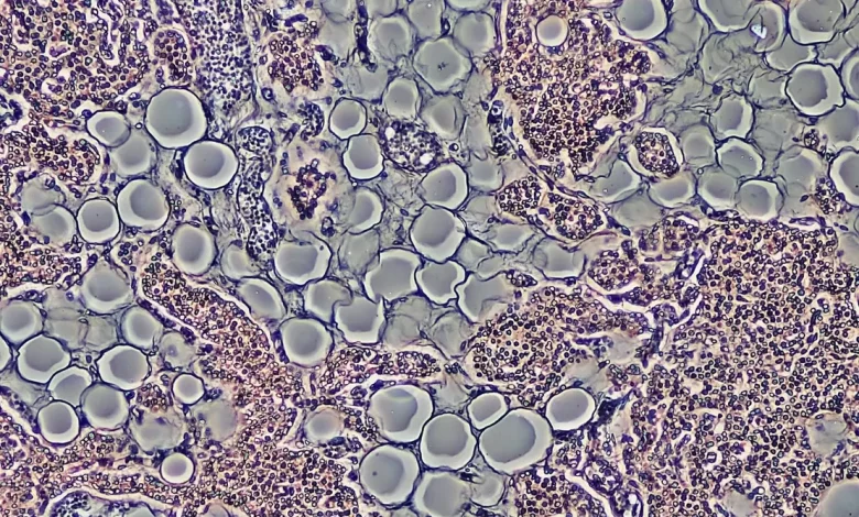Pesquisadores desenvolvem composto promissor capaz de induzir a queima de gordura no corpo sem a necessidade de reduzir o apetite. Confira os detalhes.