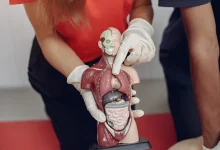 Nova pesquisa científica mostra que órgãos do corpo humano podem envelhecer em ritmos diferentes da idade cronológica. Entenda como isso impacta sua saúde.