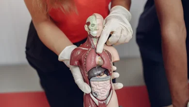 Nova pesquisa científica mostra que órgãos do corpo humano podem envelhecer em ritmos diferentes da idade cronológica. Entenda como isso impacta sua saúde.