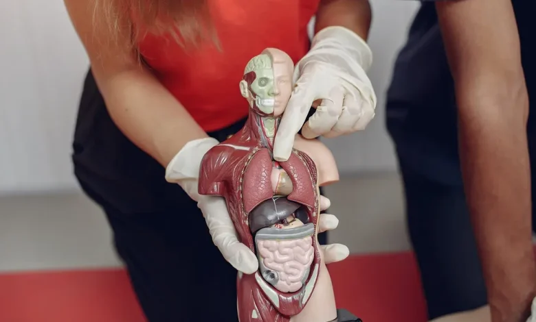 Nova pesquisa científica mostra que órgãos do corpo humano podem envelhecer em ritmos diferentes da idade cronológica. Entenda como isso impacta sua saúde.