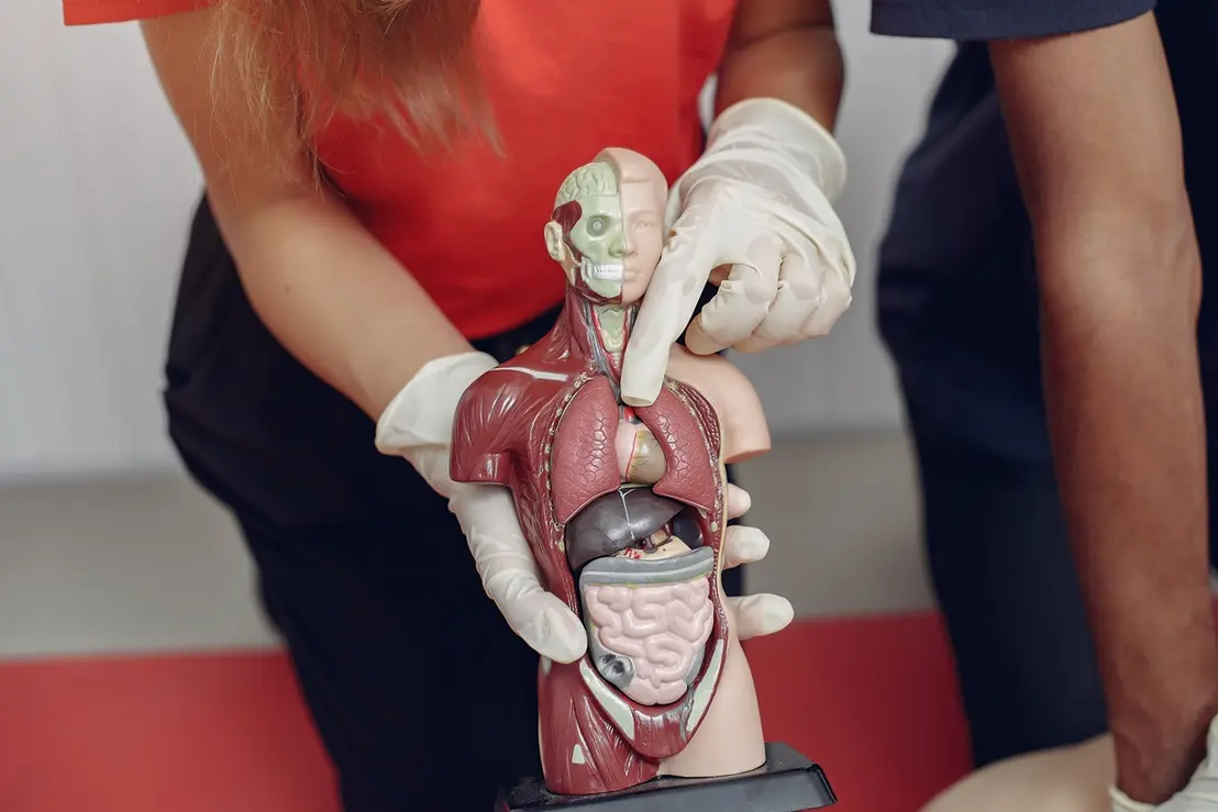 Seus órgãos podem ter idades diferentes da sua, revela estudo 6 Nova pesquisa científica mostra que órgãos do corpo humano podem envelhecer em ritmos diferentes da idade cronológica. Entenda como isso impacta sua saúde.