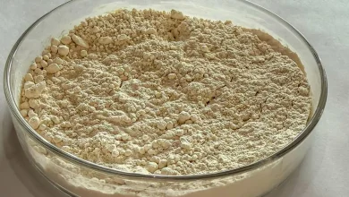 Uma inovação científica brasileira converte grãos de feijão quebrados, antes descartados, em uma nova fonte de proteína vegetal nutritiva e sustentável.