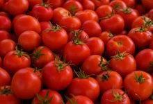 Estudos revelam que o fitoeno, composto presente no tomate, pode ser um aliado poderoso na prevenção da esteatose hepática. Saiba como o nutriente atua no corpo.