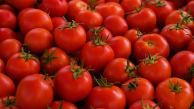 Estudos revelam que o fitoeno, composto presente no tomate, pode ser um aliado poderoso na prevenção da esteatose hepática. Saiba como o nutriente atua no corpo.