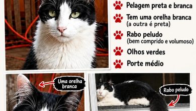 Gato Frajolinha Desaparece Perto do Estádio Municipal | Recompensa 3 Business Suite creation 1108855408306798