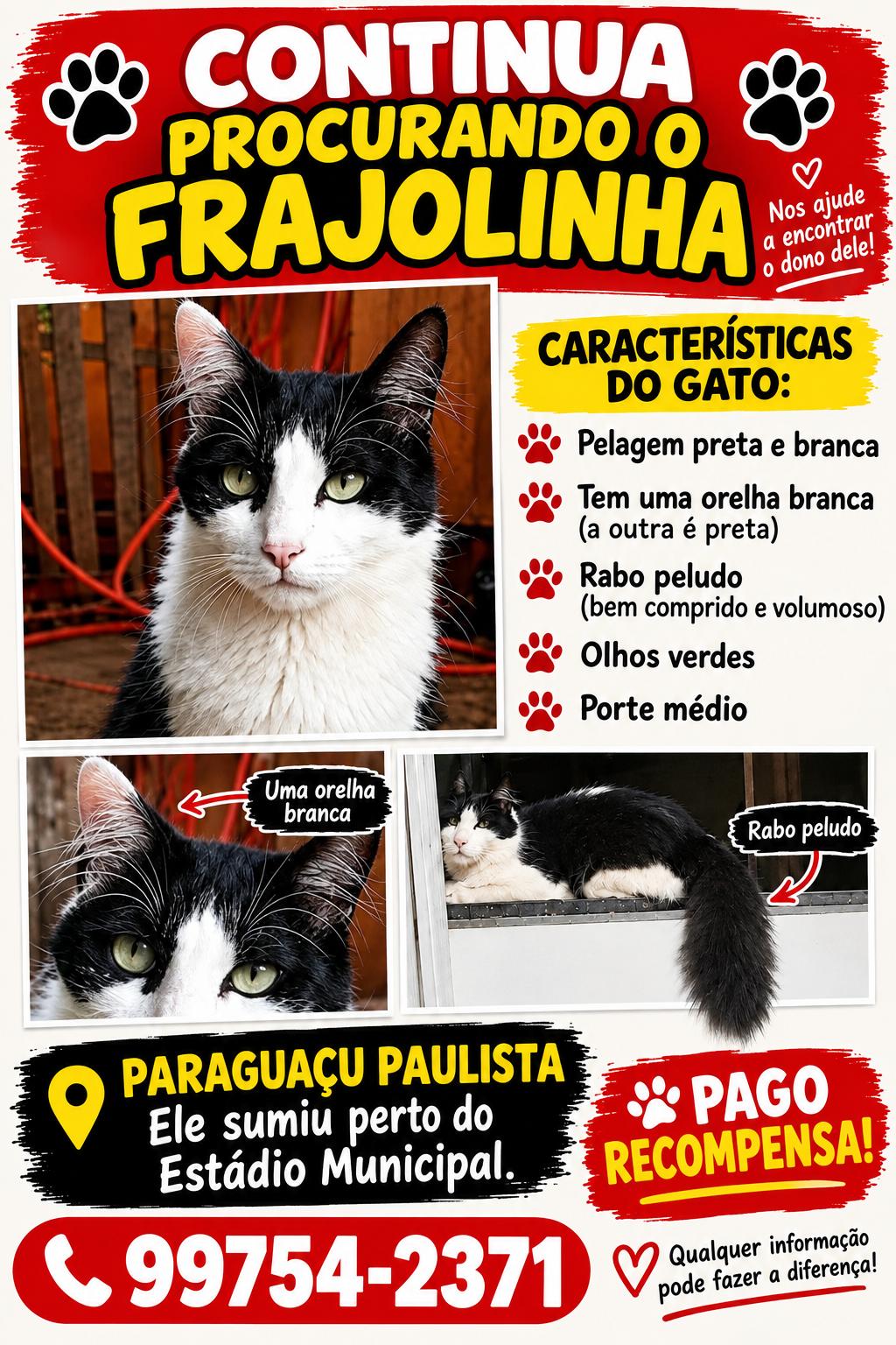 Gato Frajolinha Desaparece Perto do Estádio Municipal | Recompensa 1 Business Suite creation 1108855408306798