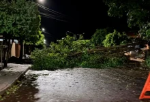 Forte chuva atinge Cândido Mota, derrubando árvores e destelhando residências. Equipes trabalham na limpeza e assistência às famílias afetadas.