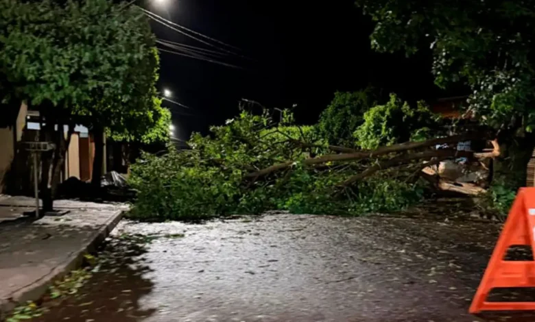 Forte chuva atinge Cândido Mota, derrubando árvores e destelhando residências. Equipes trabalham na limpeza e assistência às famílias afetadas.