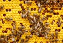 Descubra como abelhas levadas ao espaço pela NASA transformaram a ciência e revelaram comportamentos surpreendentes em microgravidade.