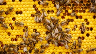 Descubra como abelhas levadas ao espaço pela NASA transformaram a ciência e revelaram comportamentos surpreendentes em microgravidade.