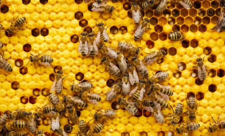 Descubra como abelhas levadas ao espaço pela NASA transformaram a ciência e revelaram comportamentos surpreendentes em microgravidade.