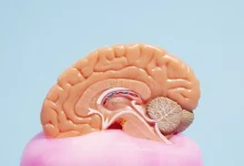 Entenda como técnicas de estimulação cognitiva podem ser fundamentais para retardar a perda de funções cerebrais em pacientes com Alzheimer.