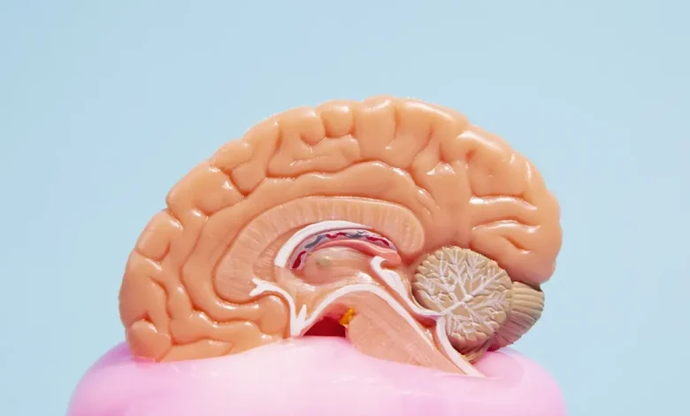 Entenda como técnicas de estimulação cognitiva podem ser fundamentais para retardar a perda de funções cerebrais em pacientes com Alzheimer.