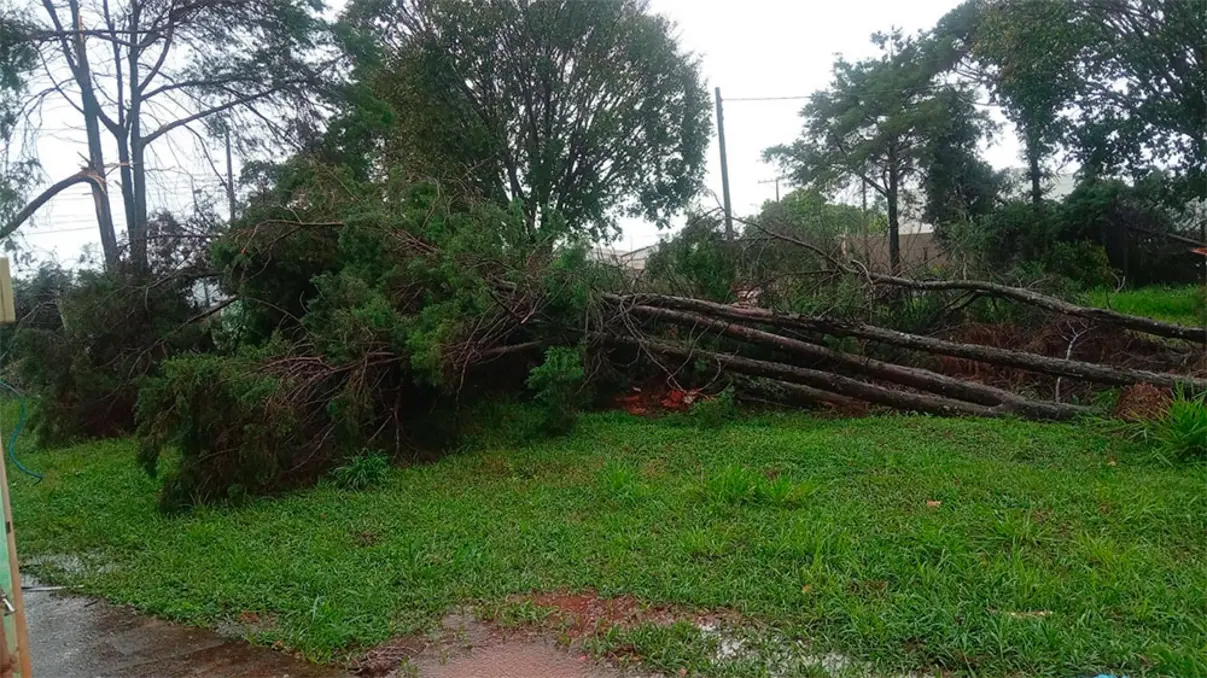 Temporal causa estragos e queda de árvores em Assis 6 Forte chuva atingiu Assis, provocando queda de árvores e interrupção no fornecimento de energia elétrica. Equipes atuam nos reparos.